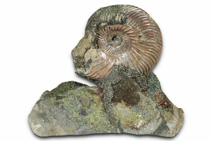 Iridescent, Pyritized Ammonite (Quenstedticeras) Fossil Display #344282